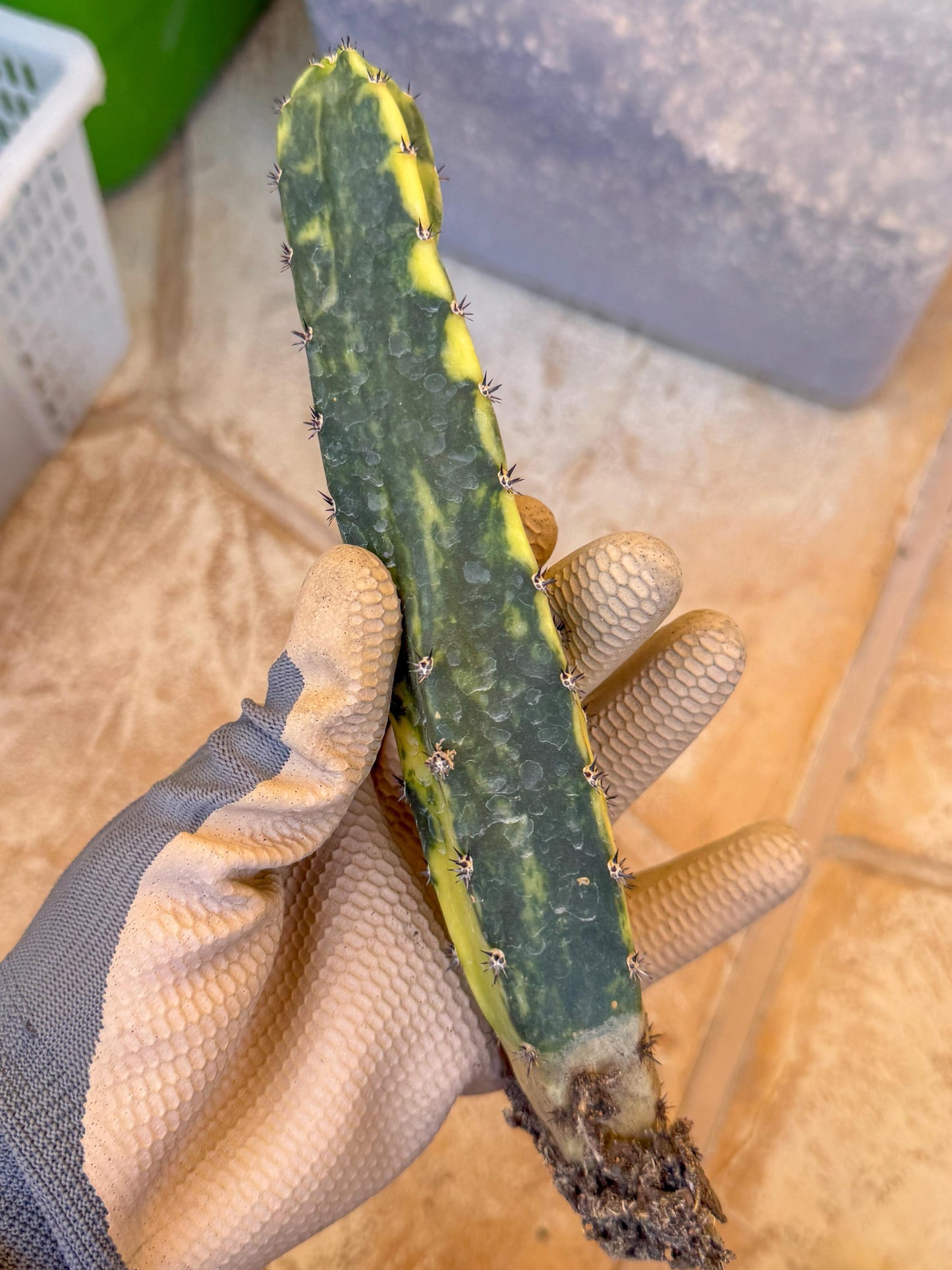 Harrisia Jusbertii Variegated (y) | Rare Cactus