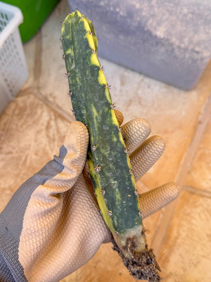 Harrisia Jusbertii Variegated (y) | Rare Cactus