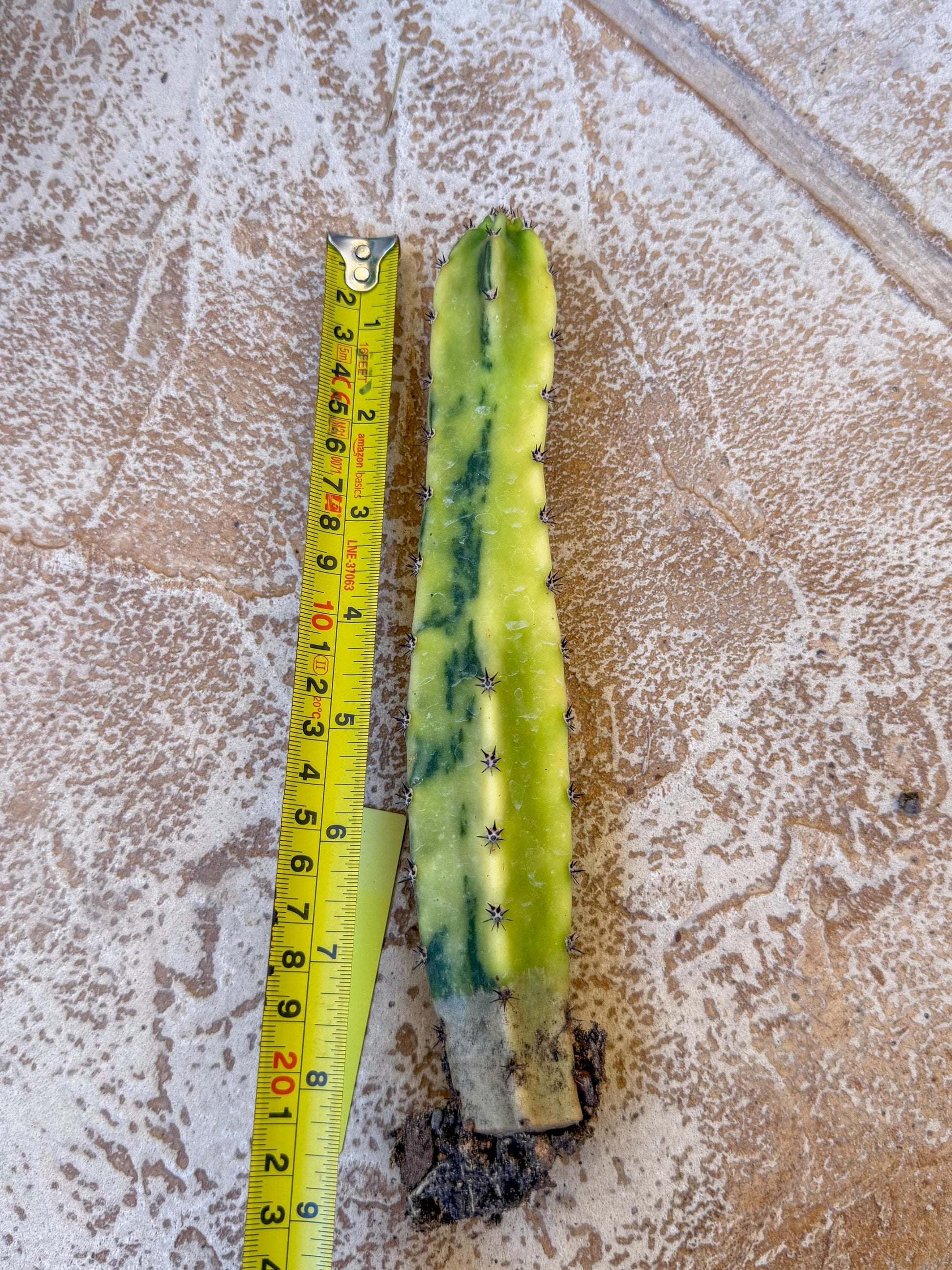 Harrisia Jusbertii Variegated (y) | Rare Cactus