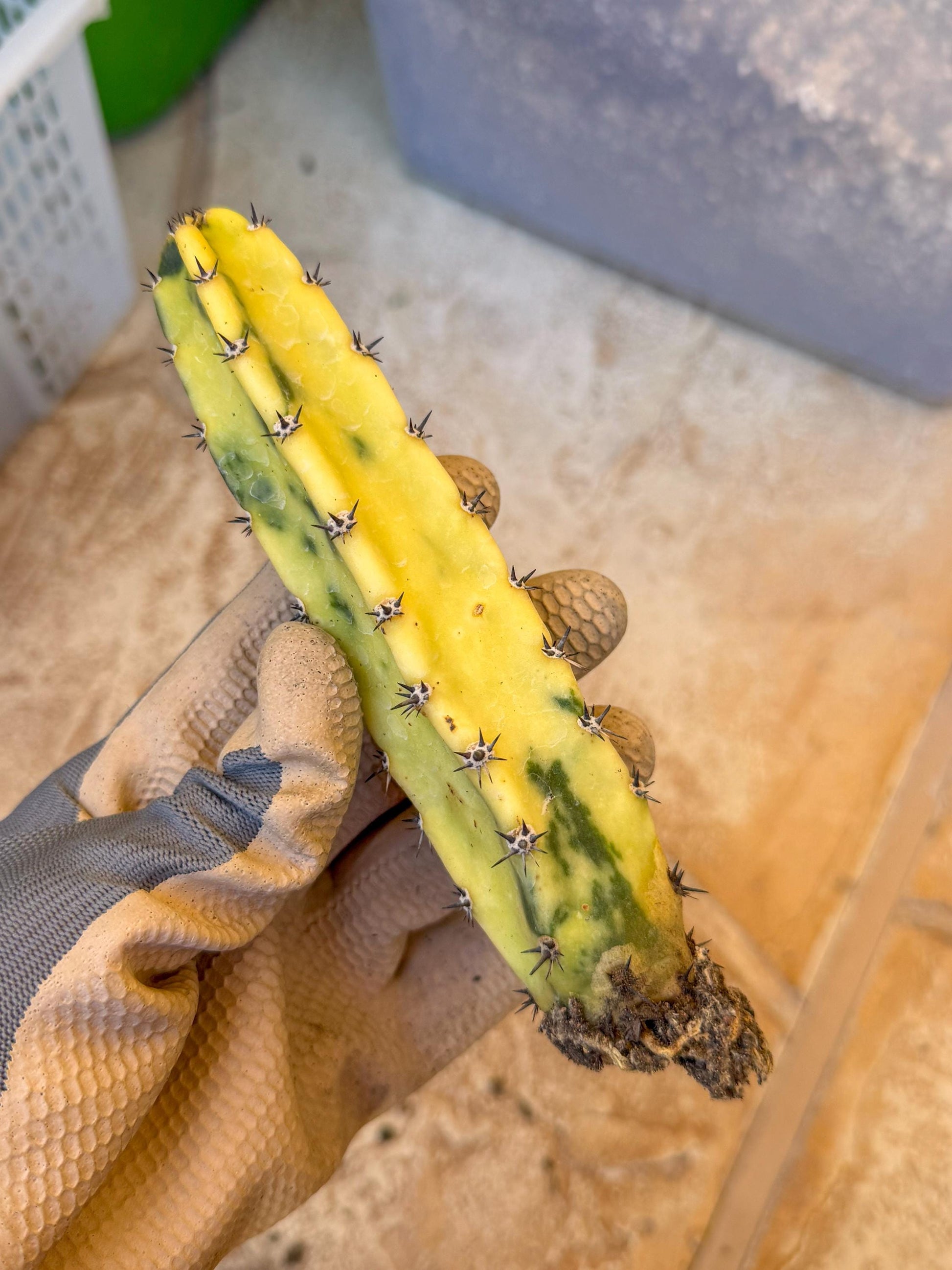 Harrisia Jusbertii Variegated (g) | Rare Cactus