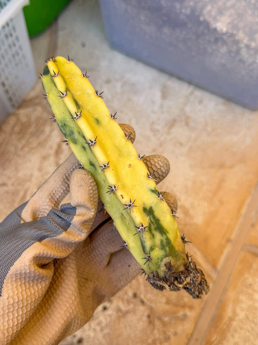 Harrisia Jusbertii Variegated (g) | Rare Cactus
