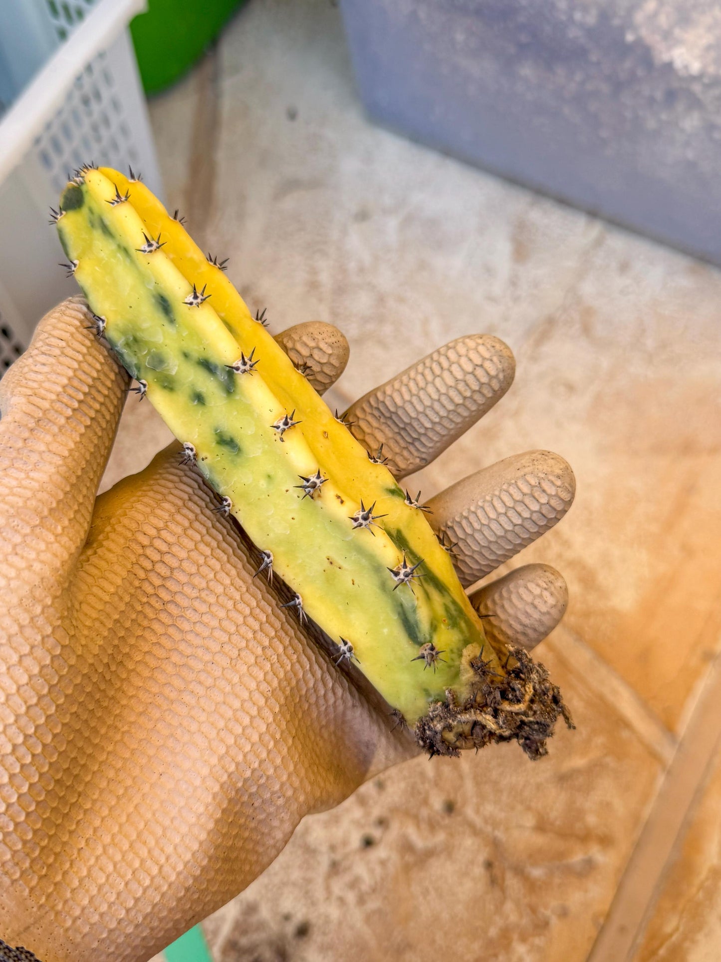 Harrisia Jusbertii Variegated (g) | Rare Cactus
