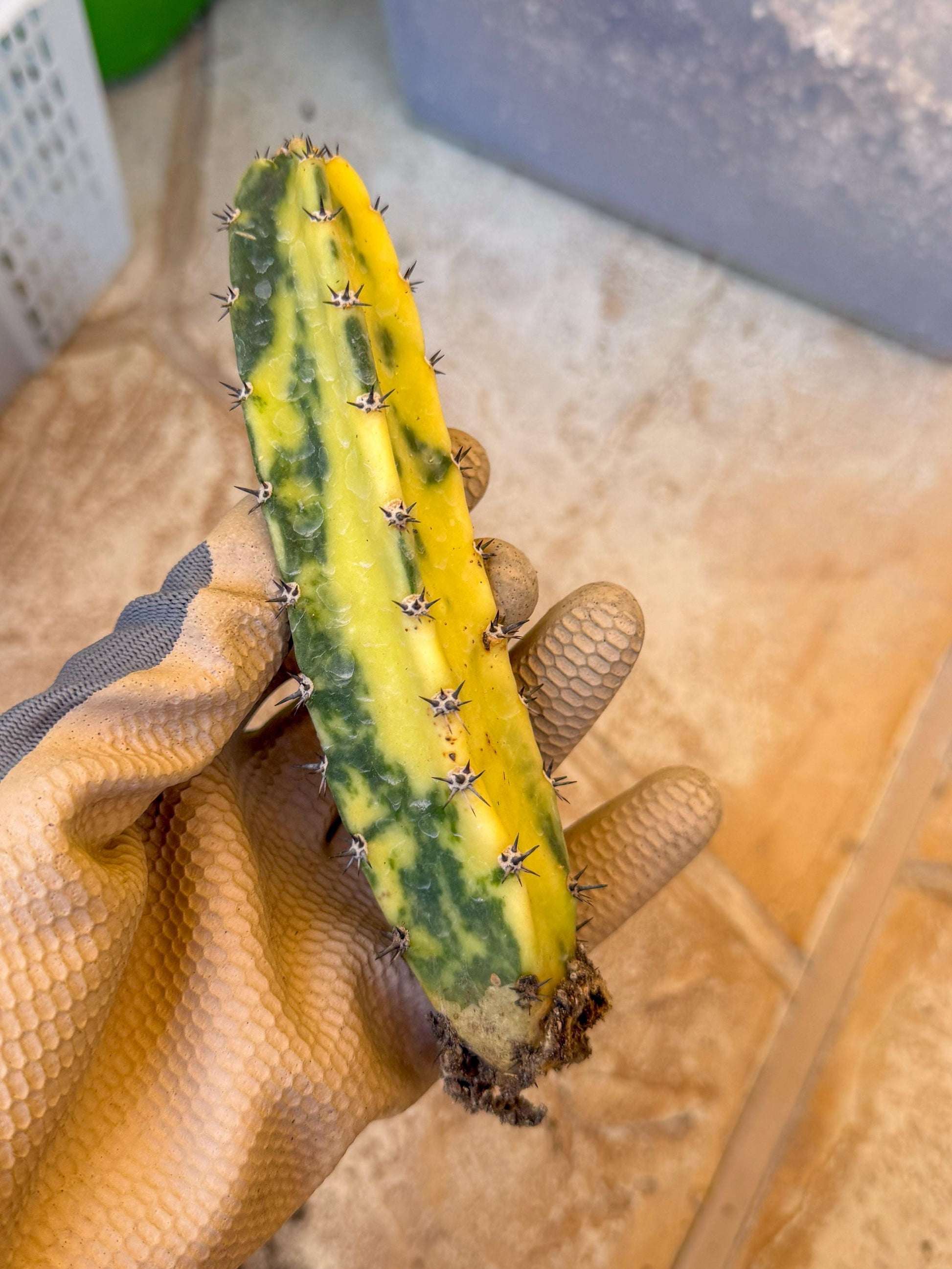Harrisia Jusbertii Variegated (g) | Rare Cactus