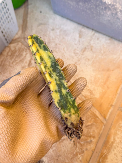 Harrisia Jusbertii Variegated (g) | Rare Cactus