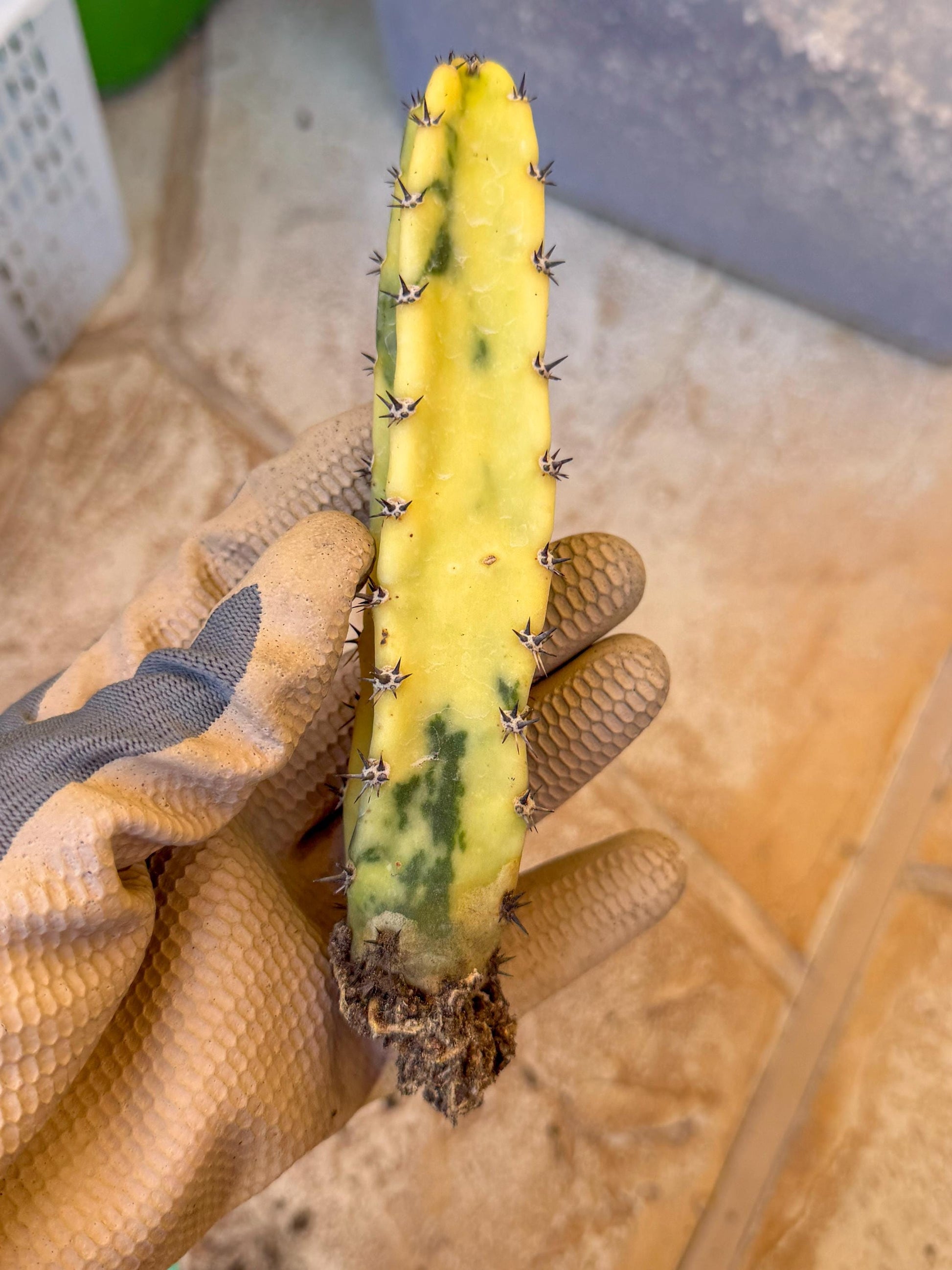 Harrisia Jusbertii Variegated (g) | Rare Cactus