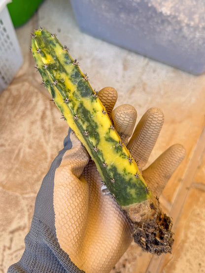 Harrisia Jusbertii Variegated (o) | Rare Cactus