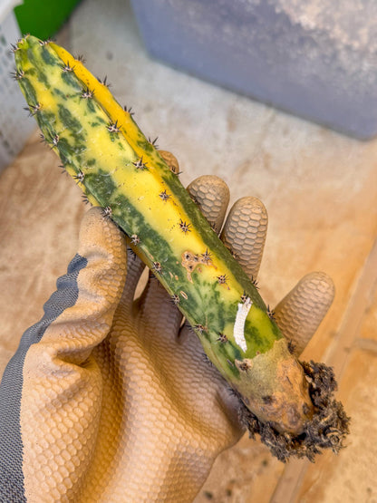 Harrisia Jusbertii Variegated (o) | Rare Cactus