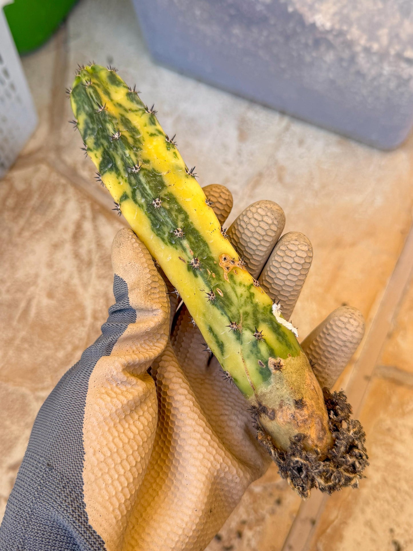 Harrisia Jusbertii Variegated (o) | Rare Cactus