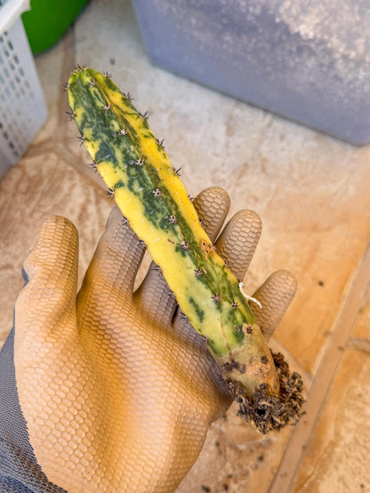 Harrisia Jusbertii Variegated (o) | Rare Cactus