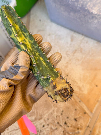 Harrisia Jusbertii Variegated (po) | Rare Cactus