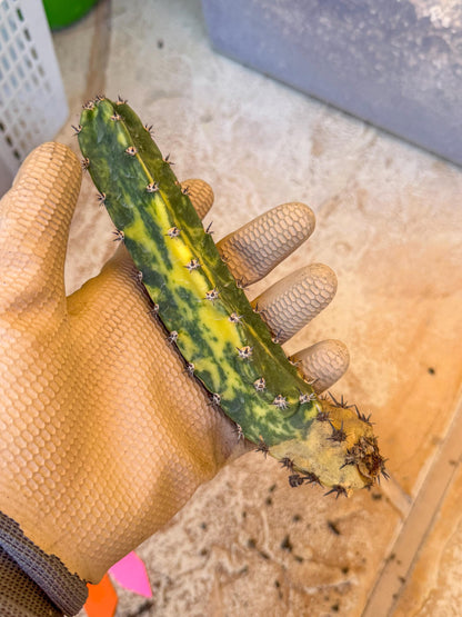 Harrisia Jusbertii Variegated (po) | Rare Cactus