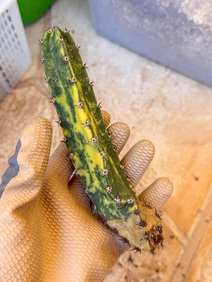 Harrisia Jusbertii Variegated (po) | Rare Cactus