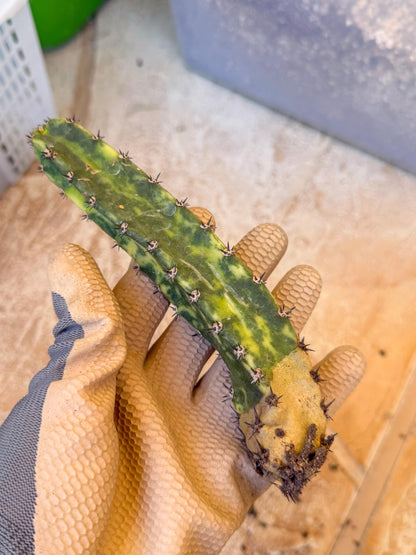 Harrisia Jusbertii Variegated (po) | Rare Cactus