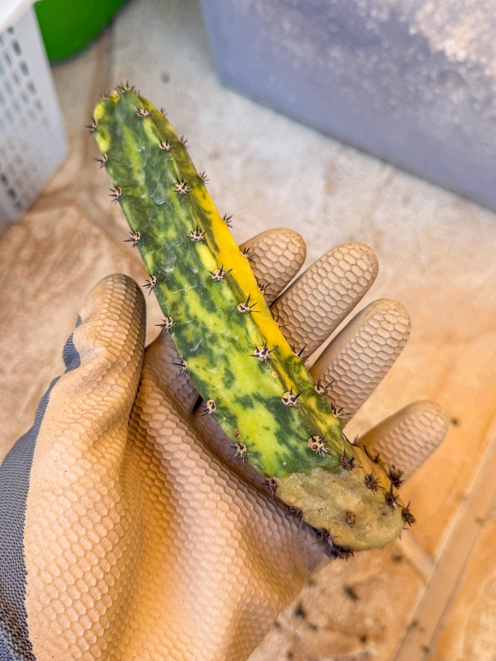 Harrisia Jusbertii Variegated (po) | Rare Cactus