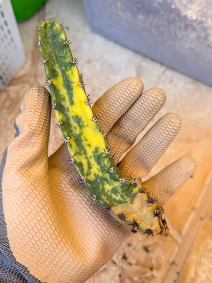 Harrisia Jusbertii Variegated (po) | Rare Cactus