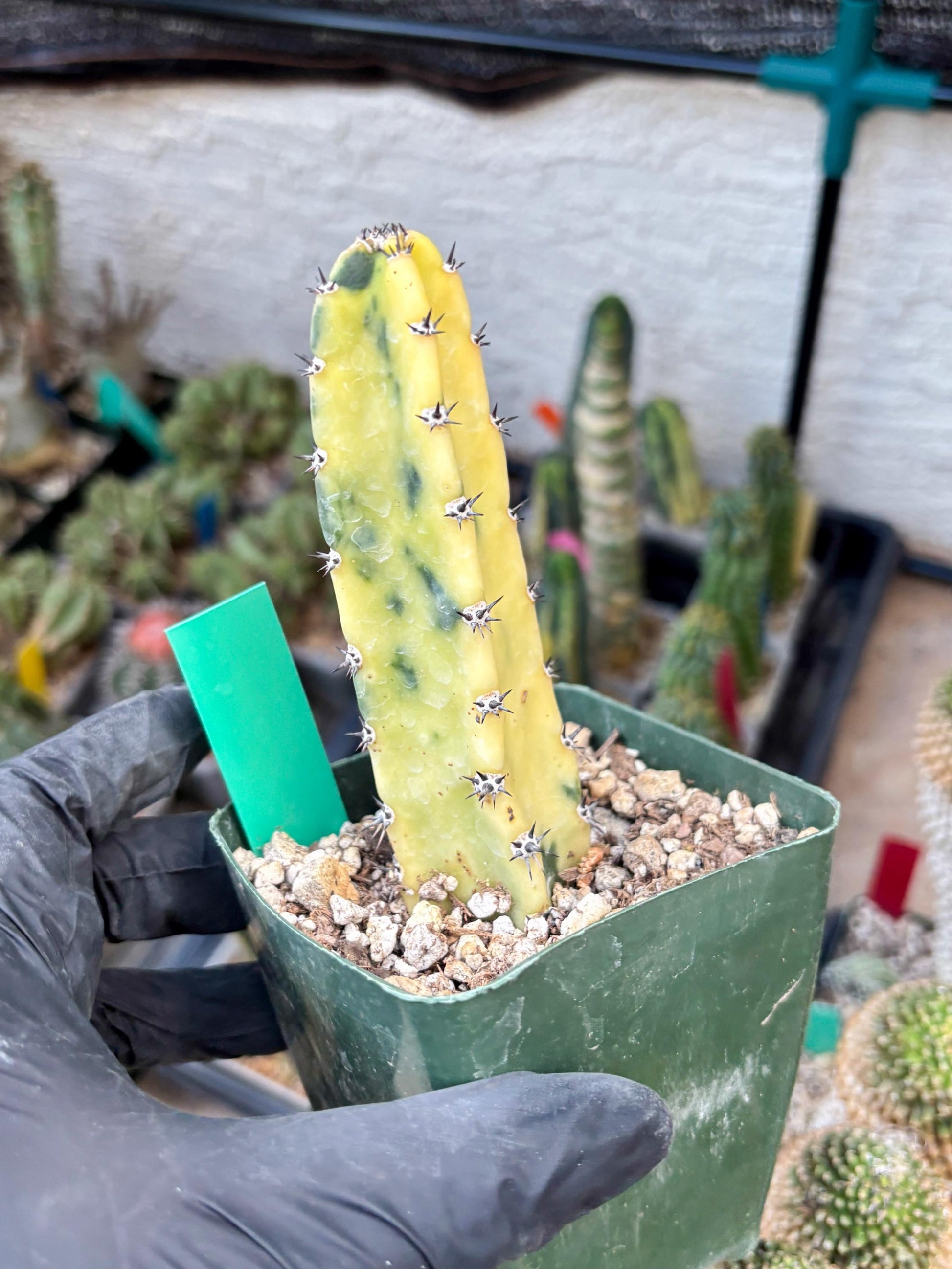 Harrisia Jusbertii Variegated (g) | Rare Cactus