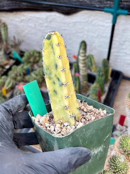 Harrisia Jusbertii Variegated (g) | Rare Cactus