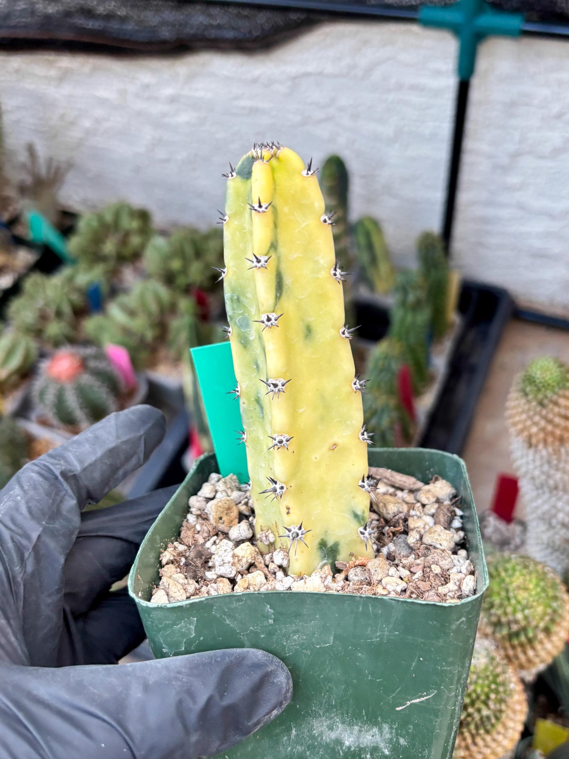 Harrisia Jusbertii Variegated (g) | Rare Cactus