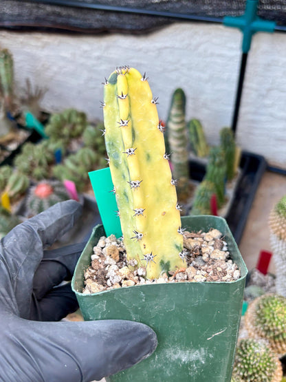 Harrisia Jusbertii Variegated (g) | Rare Cactus