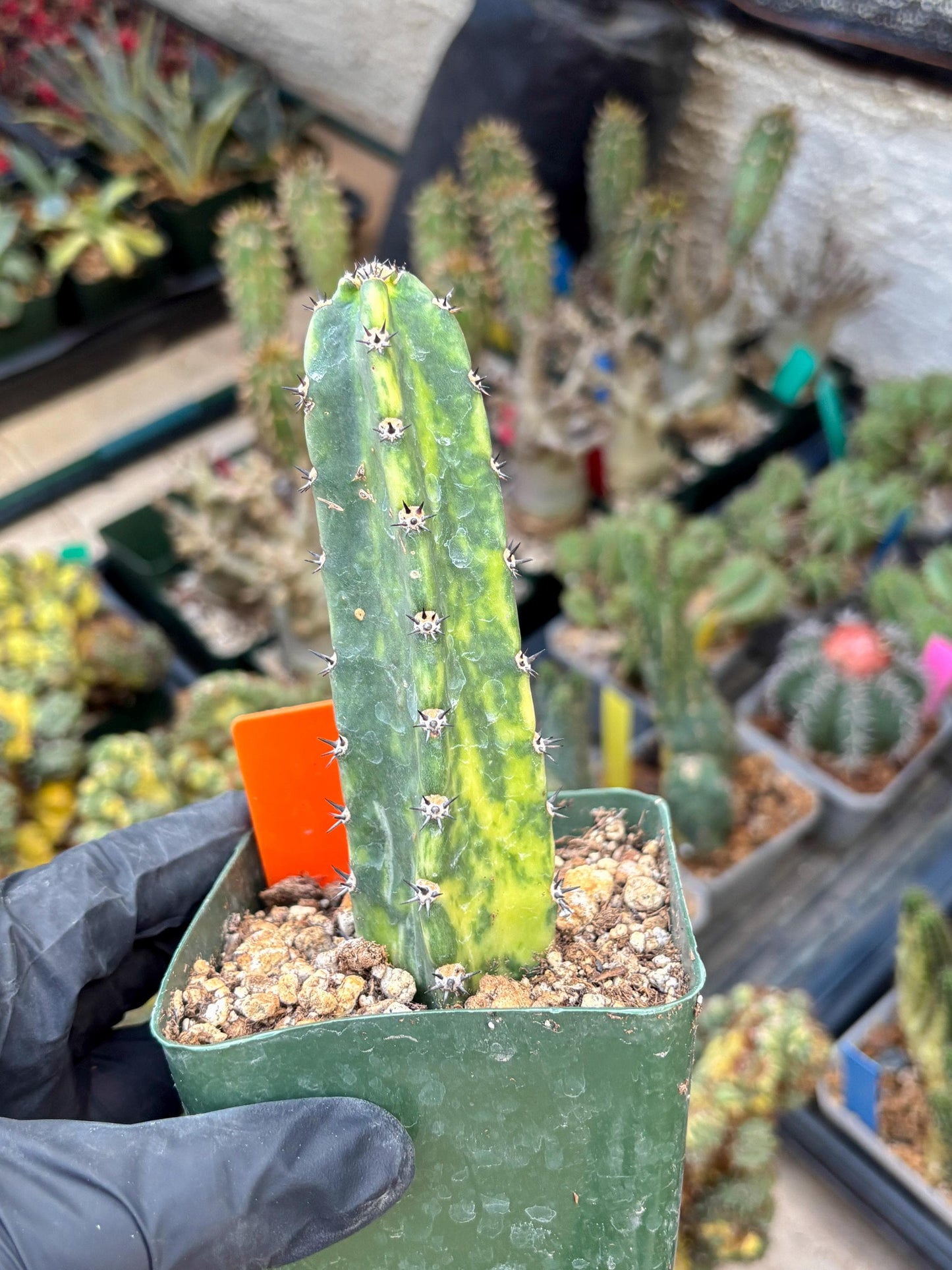 Harrisia Jusbertii Variegated (po) | Rare Cactus
