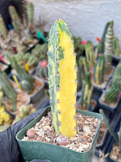 Harrisia Jusbertii Variegated (o) | Rare Cactus