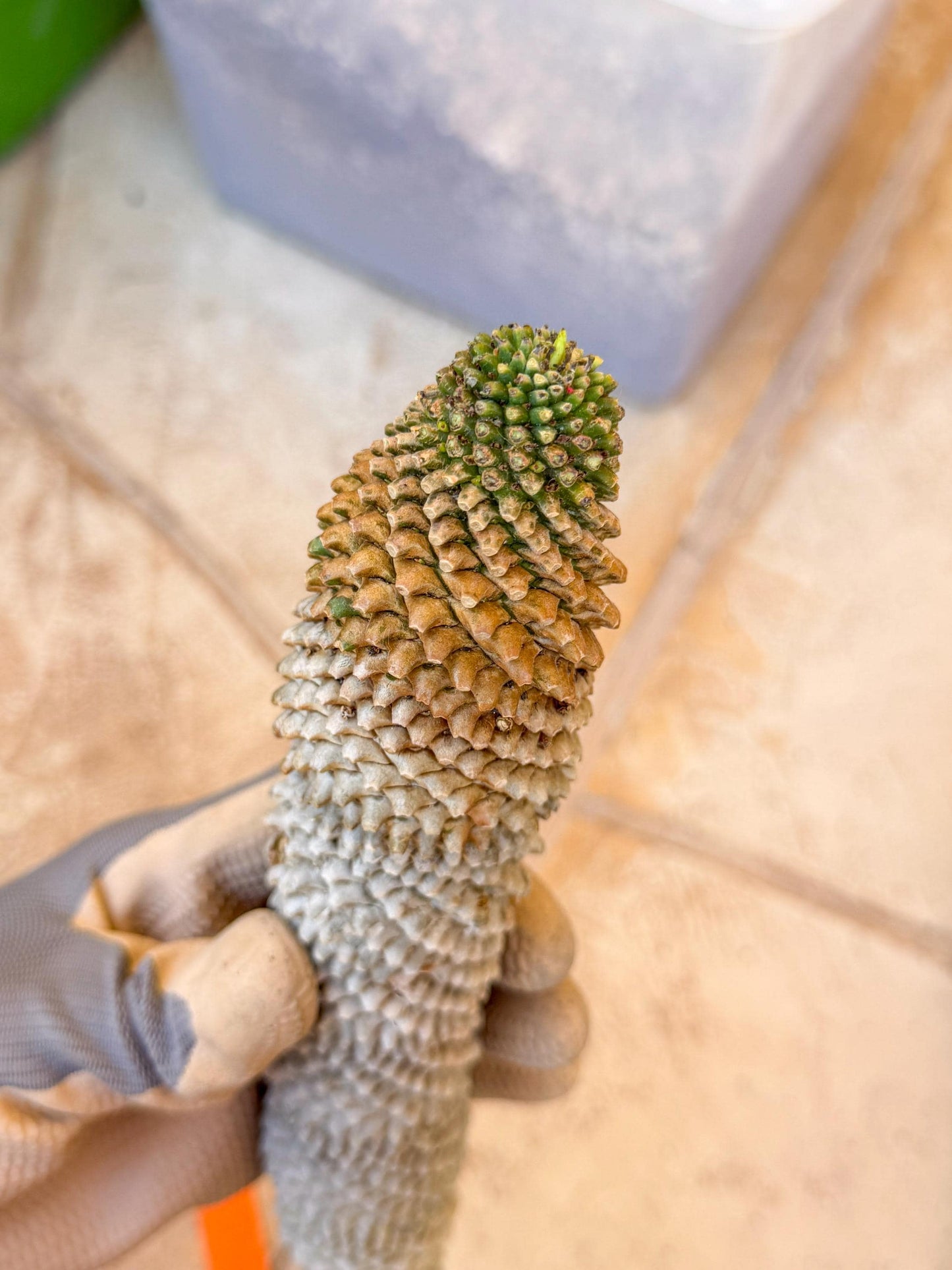 Euphorb Kaimagyoku/ Hypogaea (o) | Rare Plant