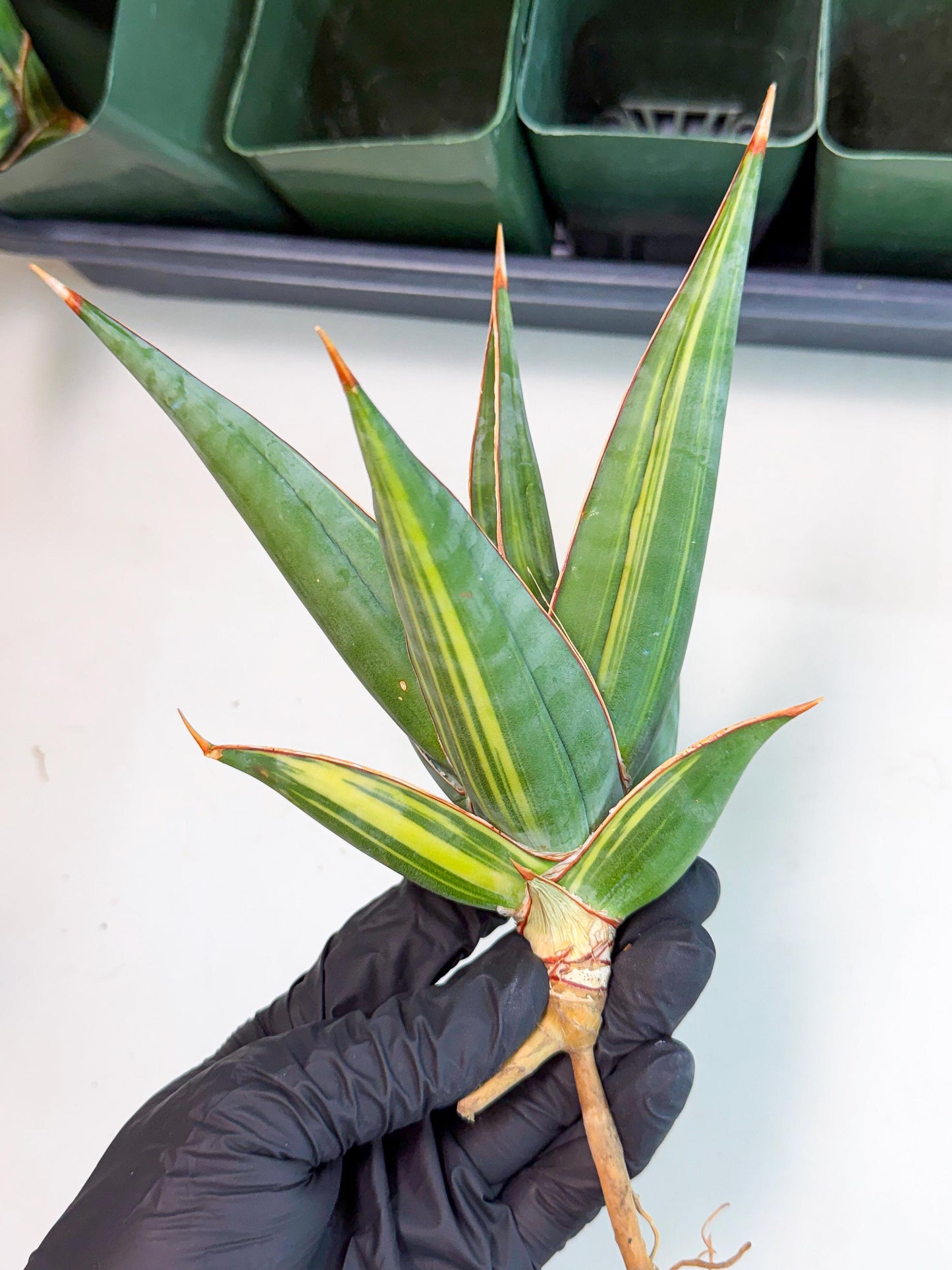 Sansevieria Pinguicula Var (2) | ONLY for ADVANCE GROWER