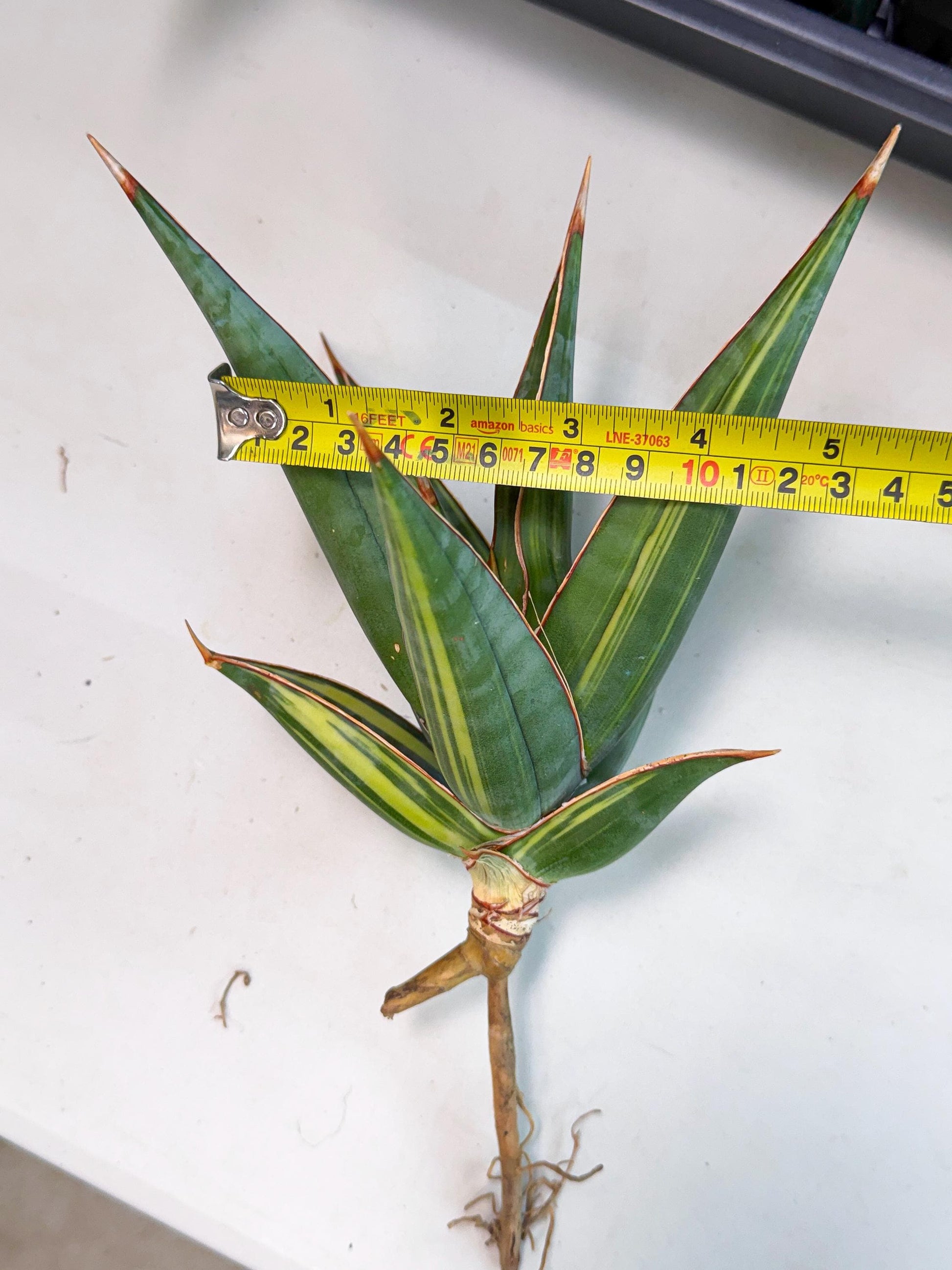 Sansevieria Pinguicula Var (2) | ONLY for ADVANCE GROWER