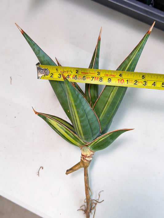 Sansevieria Pinguicula Var (2) | ONLY for ADVANCE GROWER