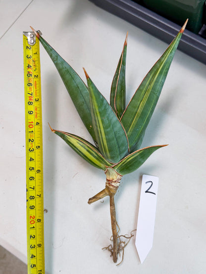 Sansevieria Pinguicula Var (2) | ONLY for ADVANCE GROWER
