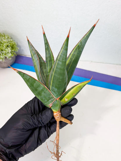 Sansevieria Pinguicula Var (2) | ONLY for ADVANCE GROWER