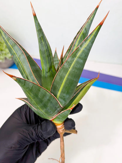 Sansevieria Pinguicula Var (2) | ONLY for ADVANCE GROWER