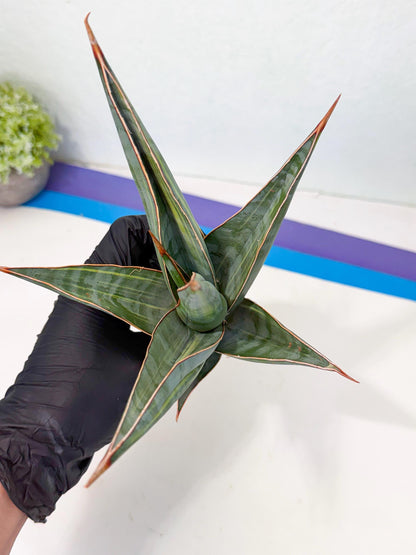 Sansevieria Pinguicula Var (2) | ONLY for ADVANCE GROWER