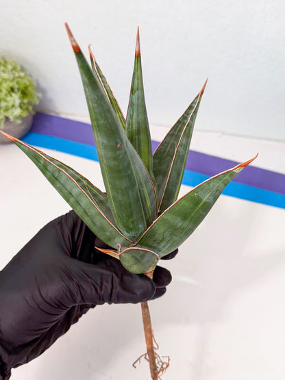 Sansevieria Pinguicula Var (2) | ONLY for ADVANCE GROWER