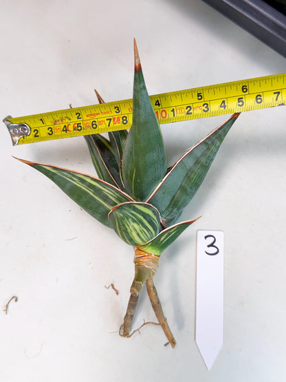 Sansevieria Pinguicula Var (3) | ONLY for ADVANCE GROWER