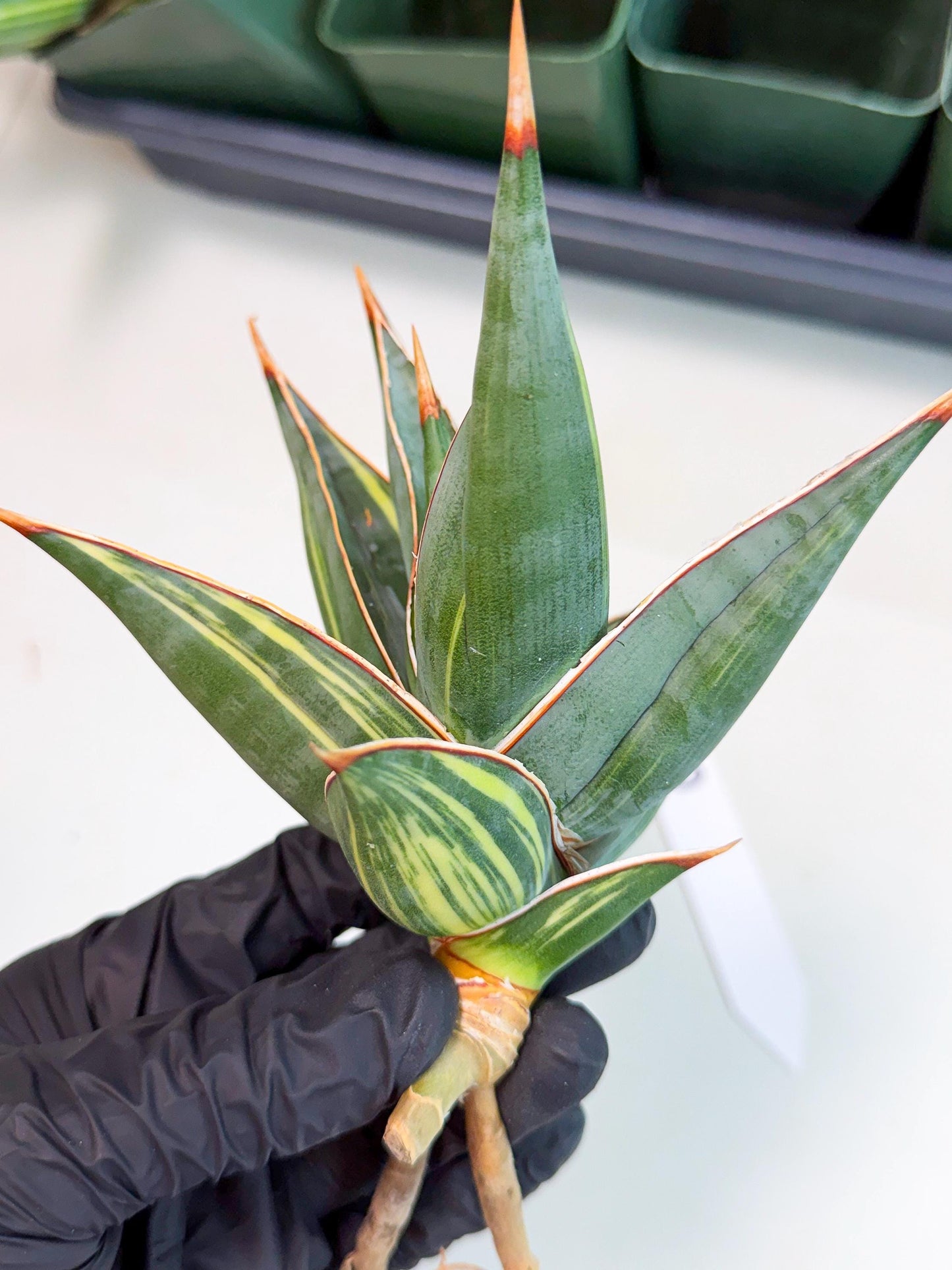 Sansevieria Pinguicula Var (3) | ONLY for ADVANCE GROWER
