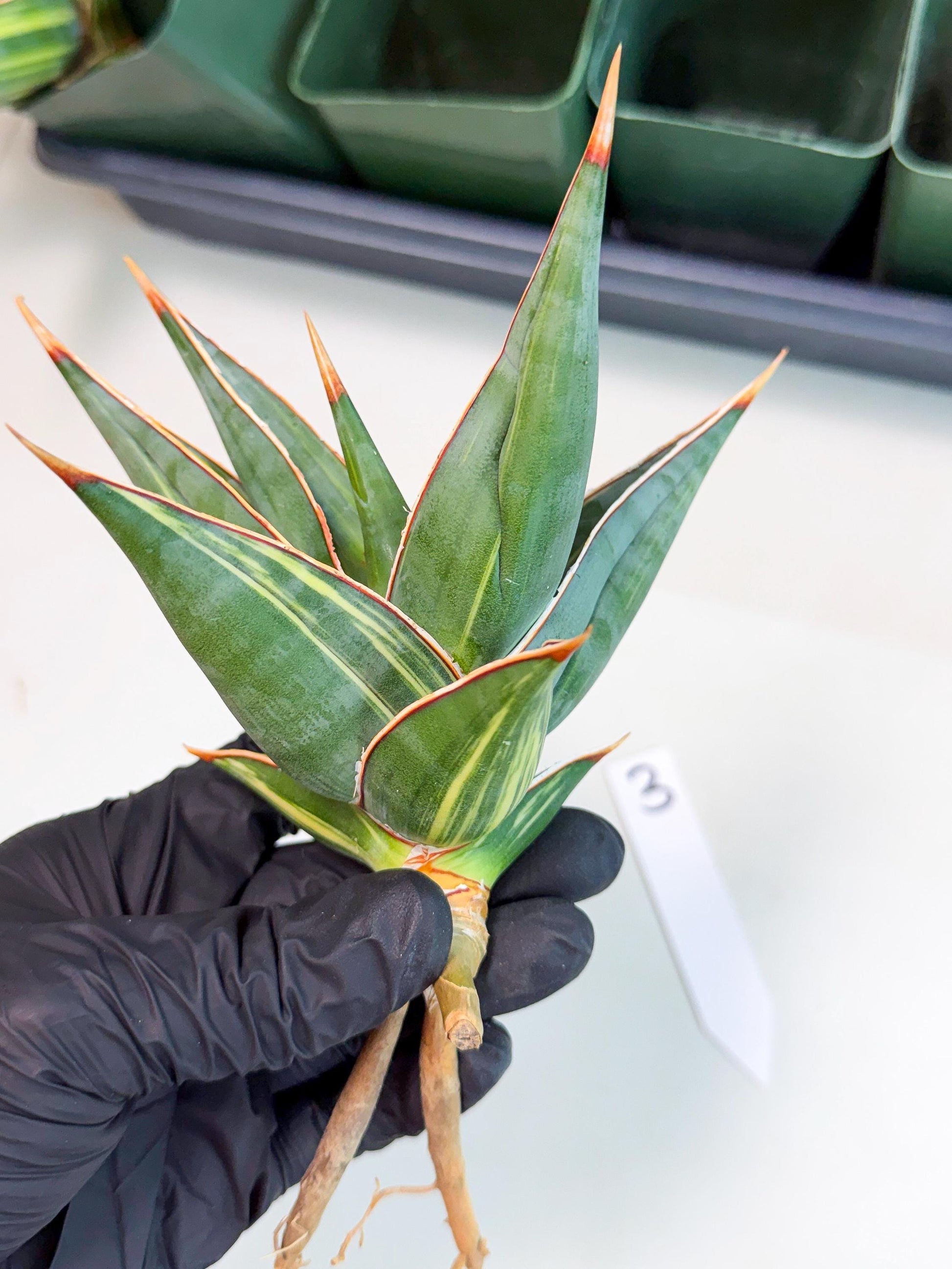 Sansevieria Pinguicula Var (3) | ONLY for ADVANCE GROWER