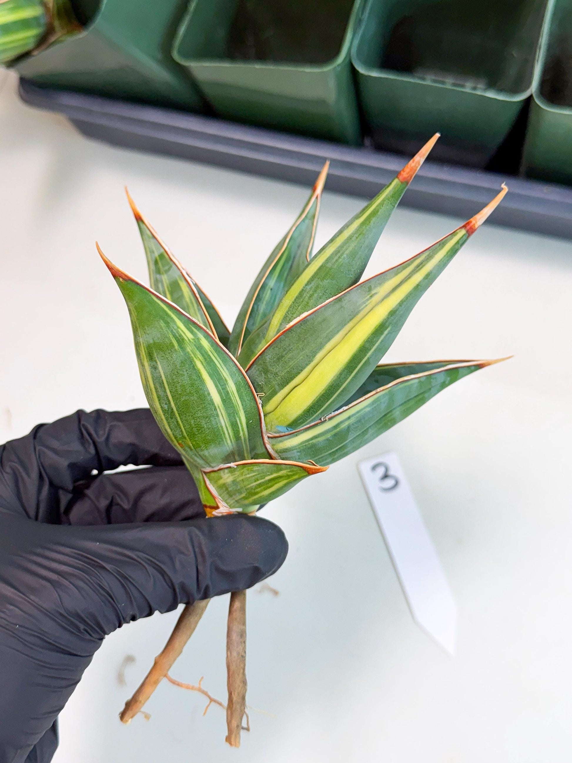 Sansevieria Pinguicula Var (3) | ONLY for ADVANCE GROWER