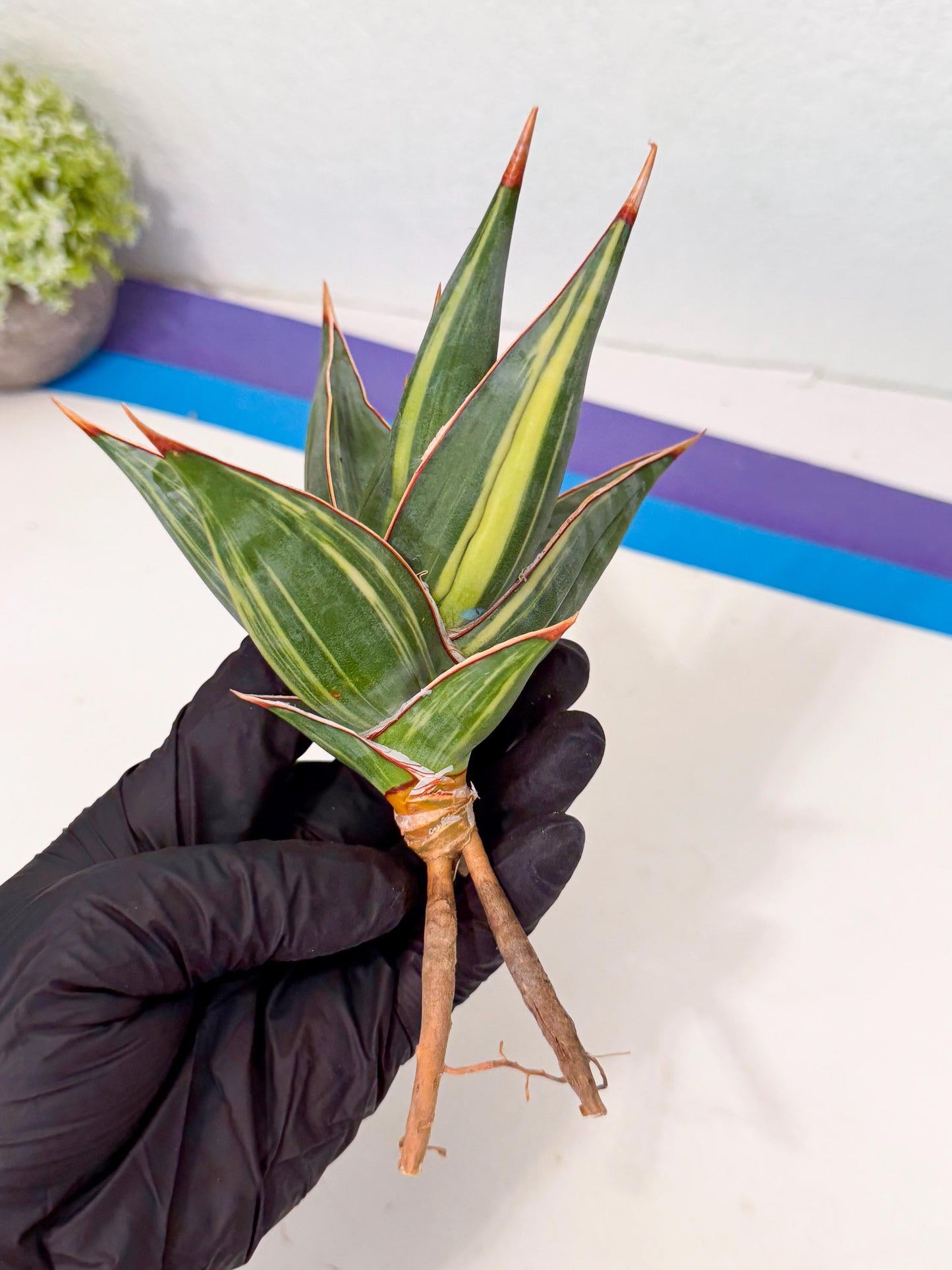 Sansevieria Pinguicula Var (3) | ONLY for ADVANCE GROWER