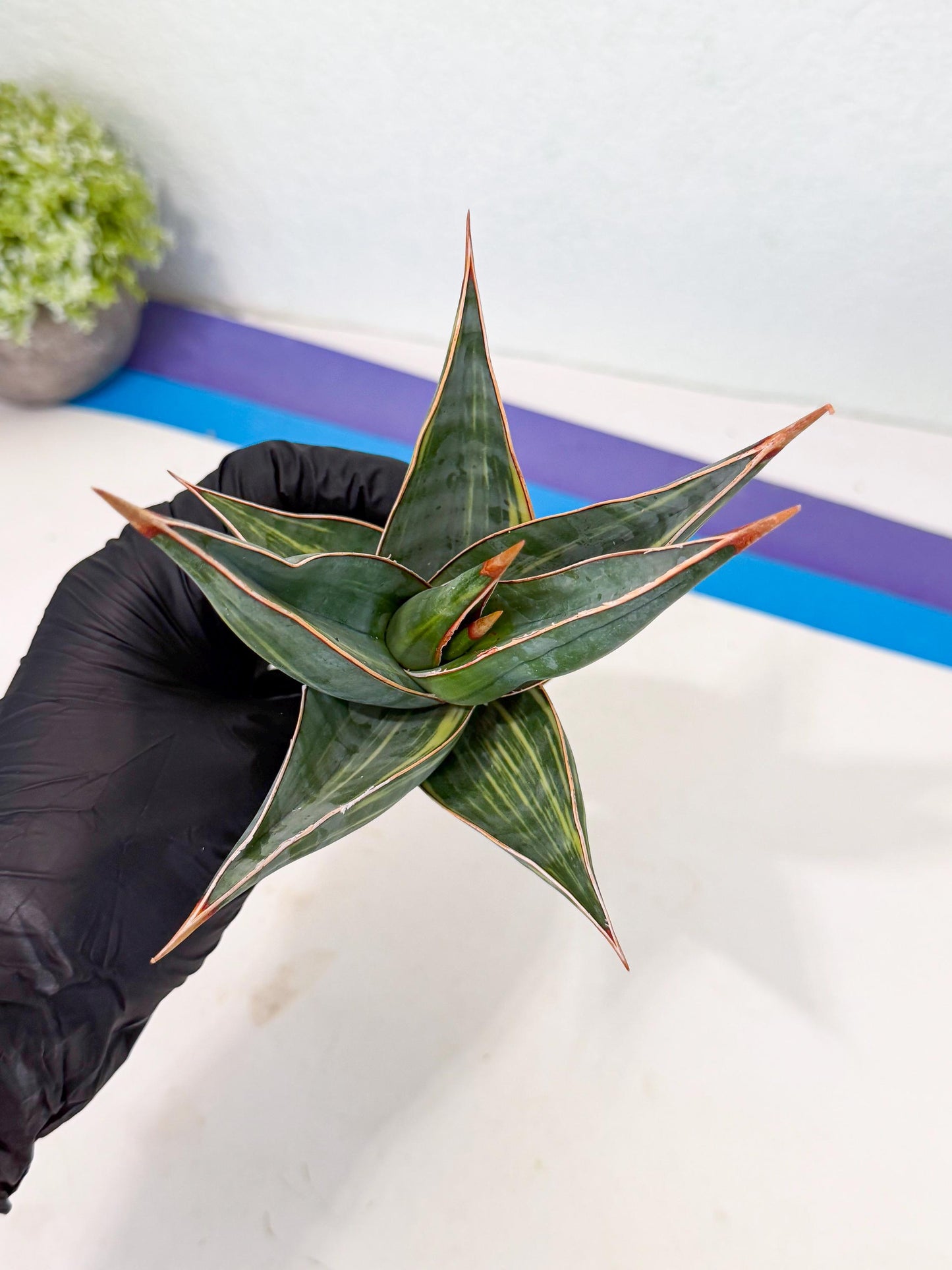 Sansevieria Pinguicula Var (3) | ONLY for ADVANCE GROWER