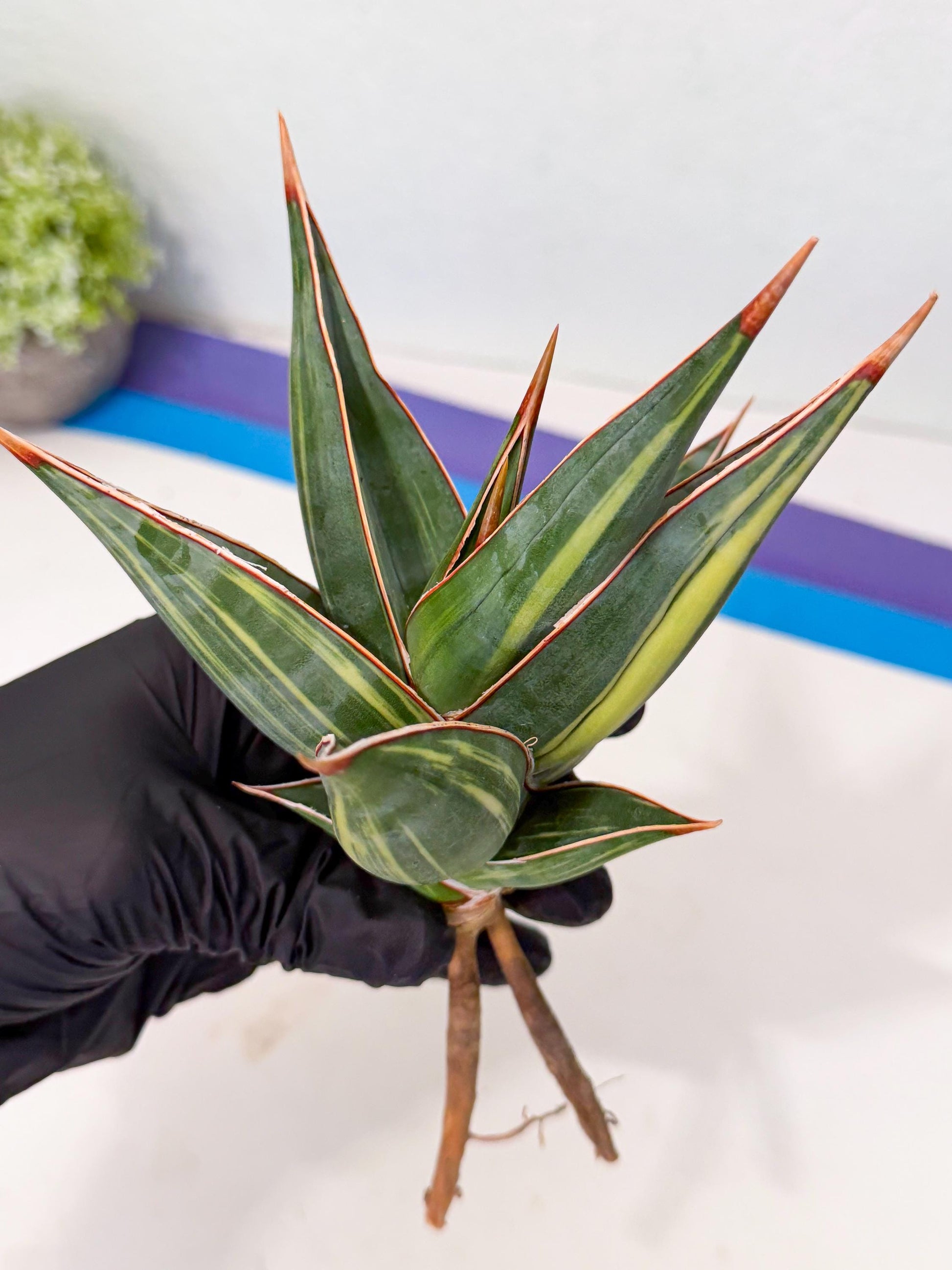 Sansevieria Pinguicula Var (3) | ONLY for ADVANCE GROWER
