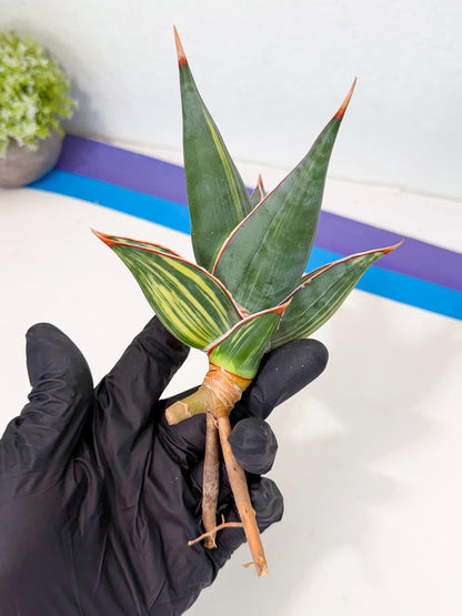 Sansevieria Pinguicula Var (3) | ONLY for ADVANCE GROWER