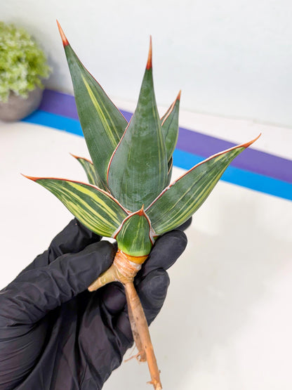 Sansevieria Pinguicula Var (3) | ONLY for ADVANCE GROWER