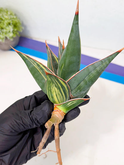 Sansevieria Pinguicula Var (3) | ONLY for ADVANCE GROWER