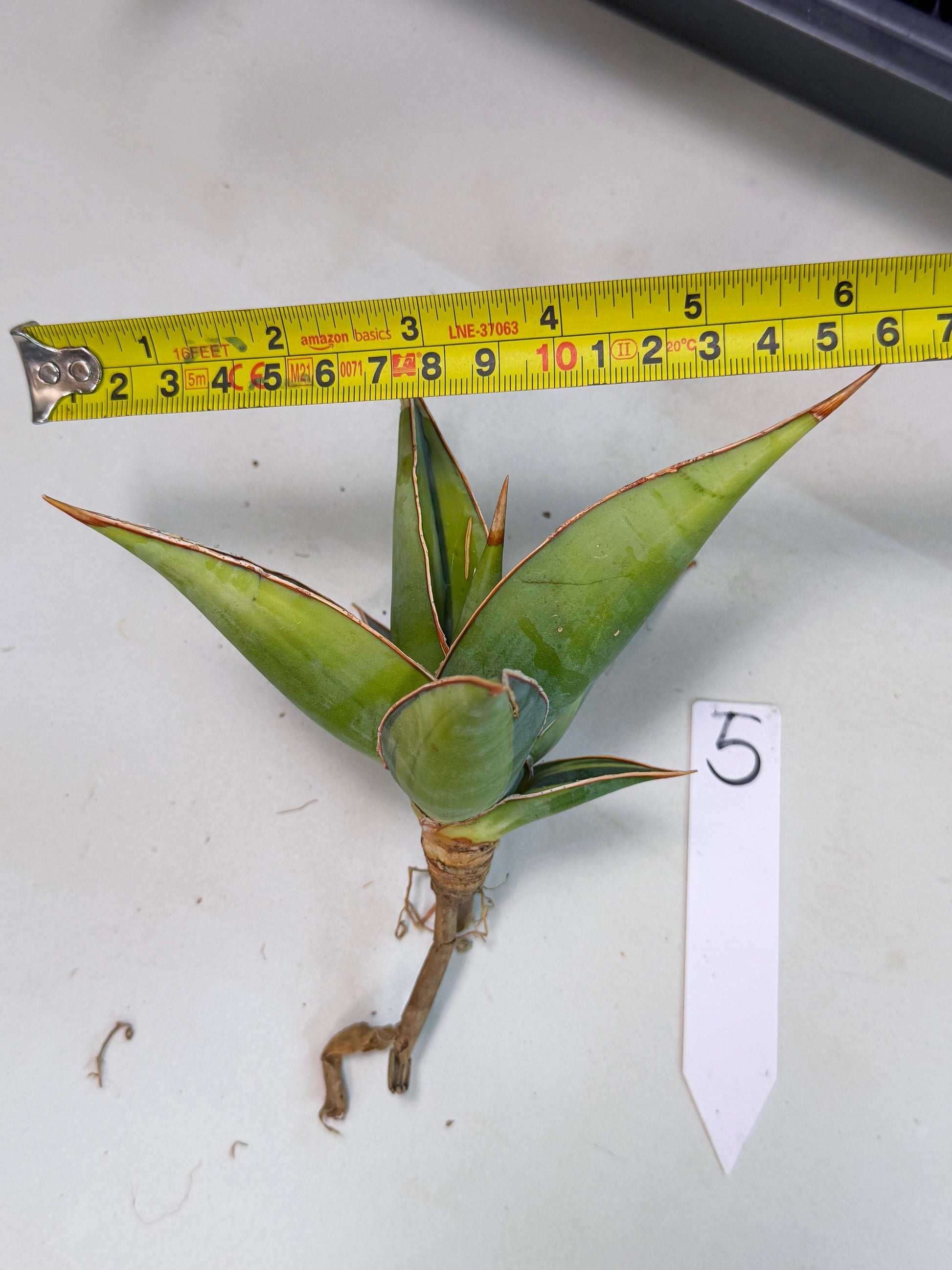Sansevieria Pinguicula Var (5) | ONLY for ADVANCE GROWER