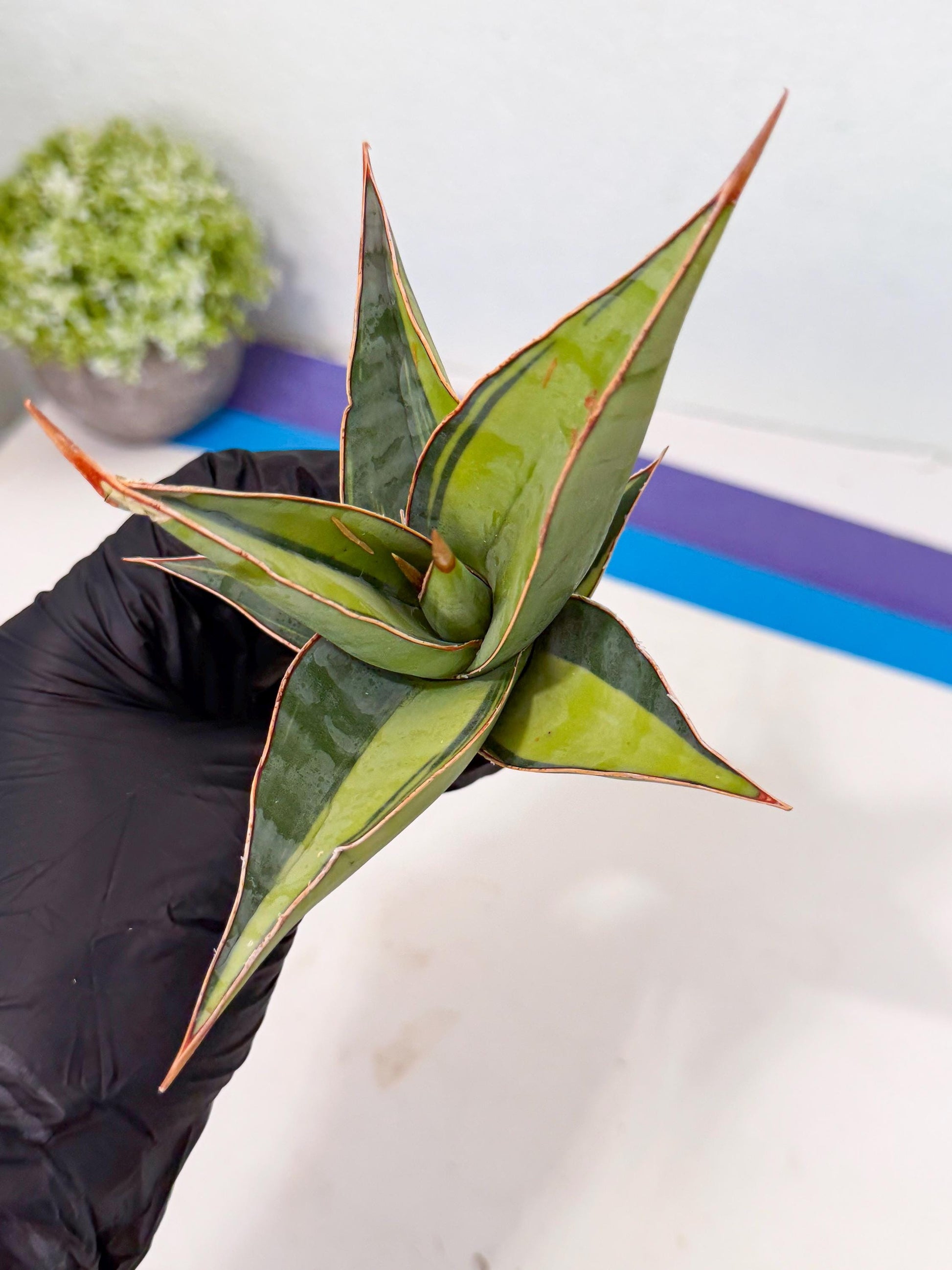 Sansevieria Pinguicula Var (5) | ONLY for ADVANCE GROWER