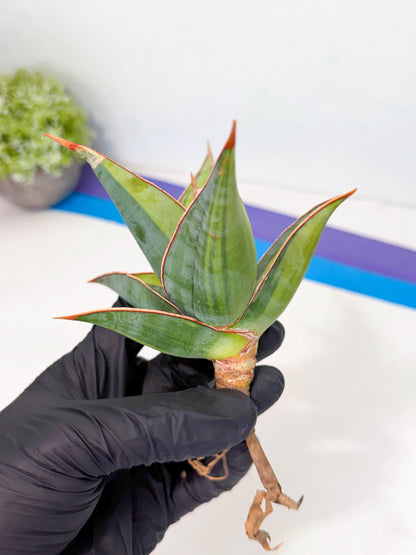 Sansevieria Pinguicula Var (5) | ONLY for ADVANCE GROWER