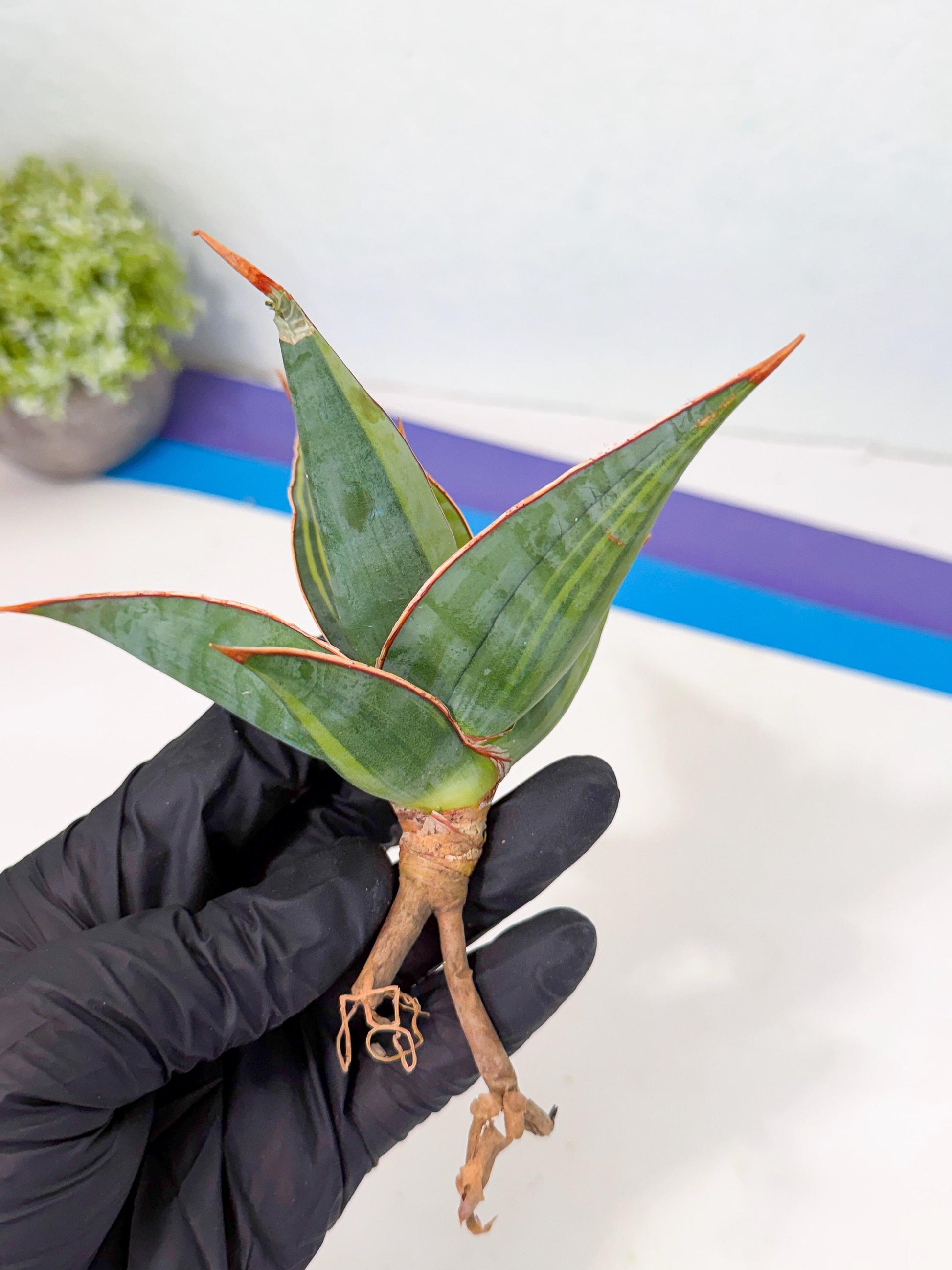 Sansevieria Pinguicula Var (5) | ONLY for ADVANCE GROWER