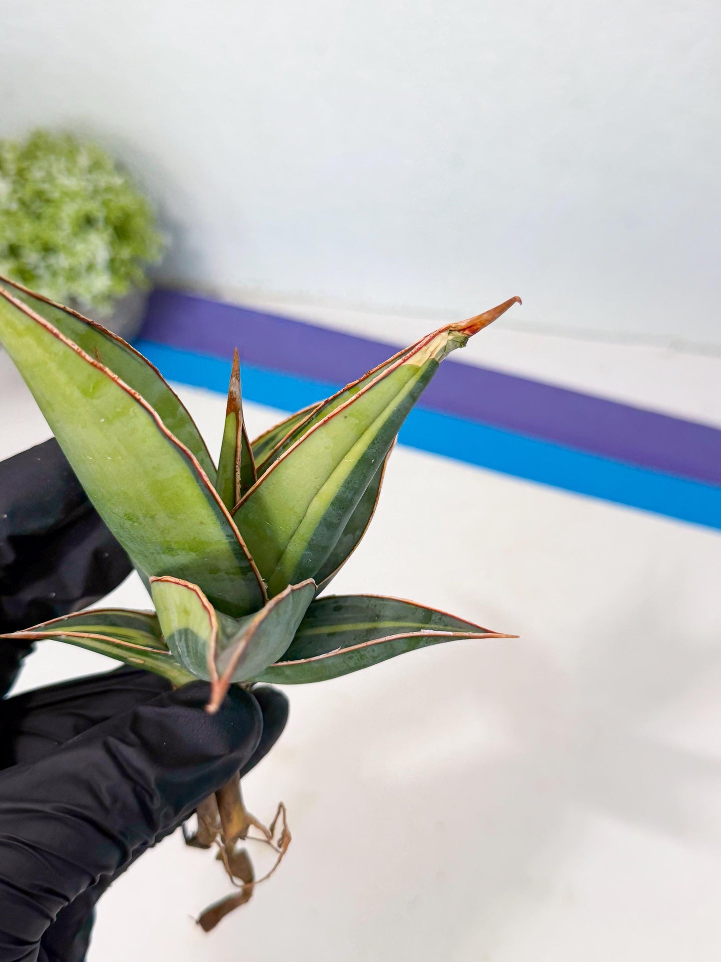 Sansevieria Pinguicula Var (5) | ONLY for ADVANCE GROWER