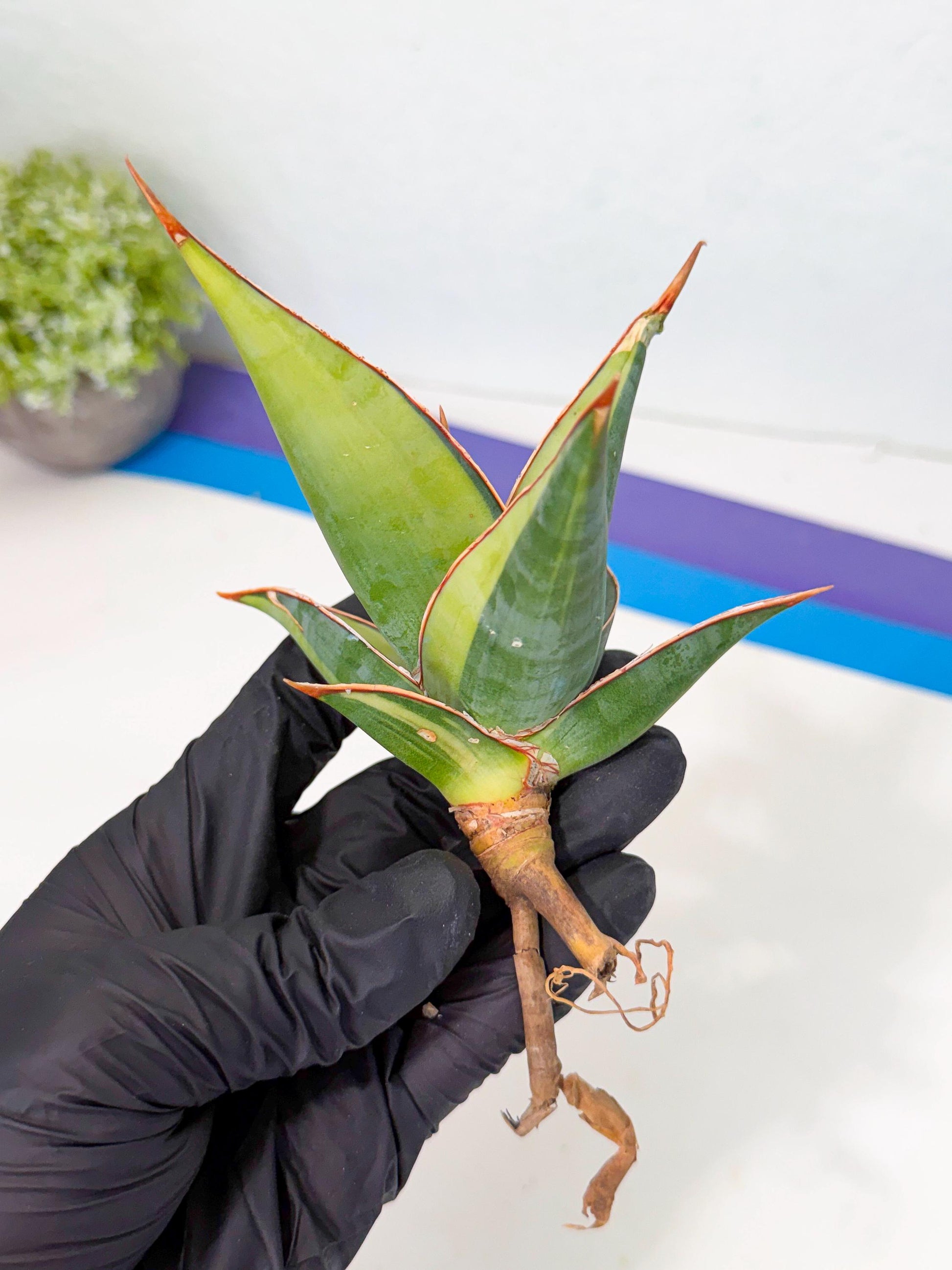 Sansevieria Pinguicula Var (5) | ONLY for ADVANCE GROWER